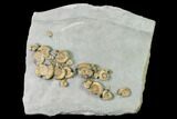 Fossil Ammonite (Promicroceras) Cluster on Limestone - Lyme Regis #171268-1